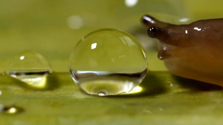 Σαλιγκάρι εναντίον σταγόνας