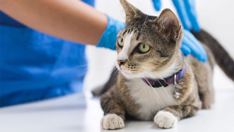 Τι αλλάζει στη συμπεριφορά της γάτας μετά τη στείρωση