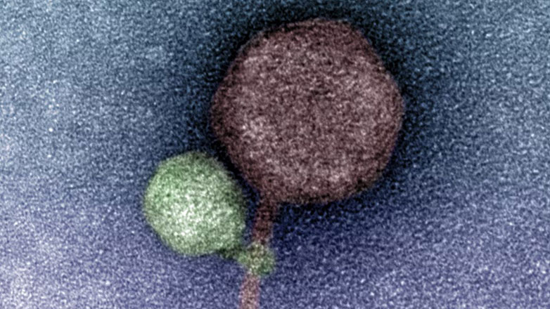 Οι επιστήμονες ανακάλυψαν τον πρώτο ιό «βαμπίρ»