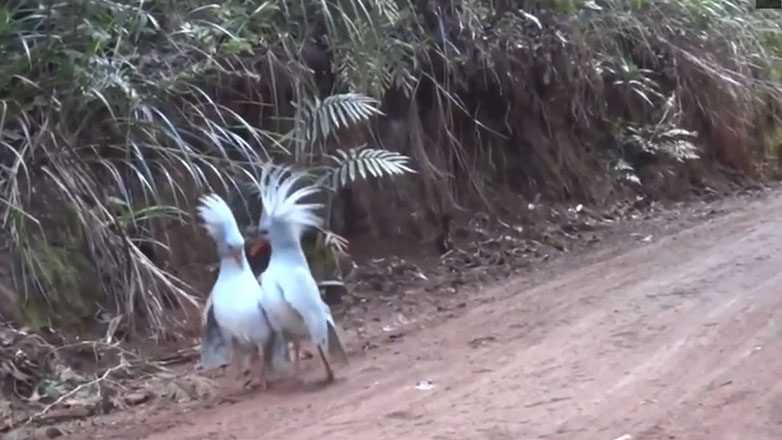Ο χορός των κάγκου