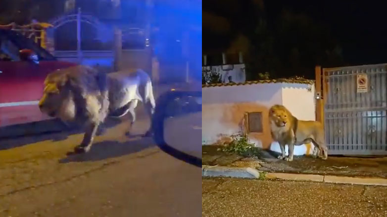 Λιοντάρι κόβει βόλτες σε πόλη της Ιταλίας