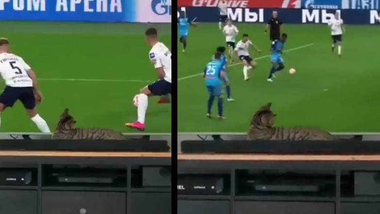 Γάτα τρομάζει κατά τη διάρκεια ενός ποδοσφαιρικού αγώνα