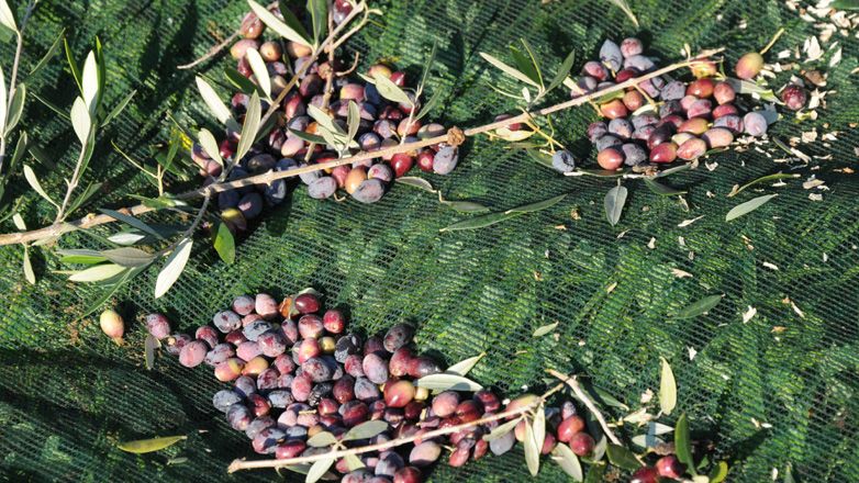 Δικογραφία για την υπεξαίρεση ελαιολάδου από τον συνεταιρισμό της Χαλκιδικής