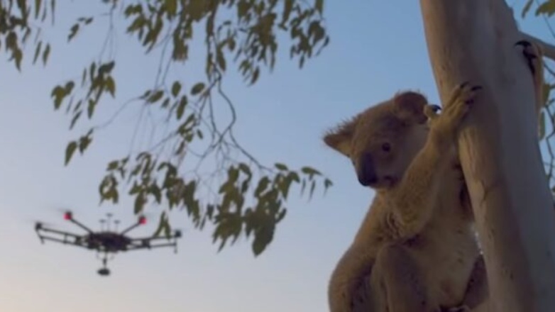 Τα Drones σώζουν τα απειλούμενα κοάλα