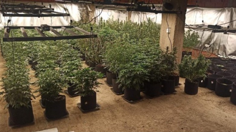 Θεσσαλονίκη: Ο αστυνομικός σκύλος Roxy εντόπισε υπόγειο θερμοκήπιο καλλιέργειας ινδικής κάνναβης