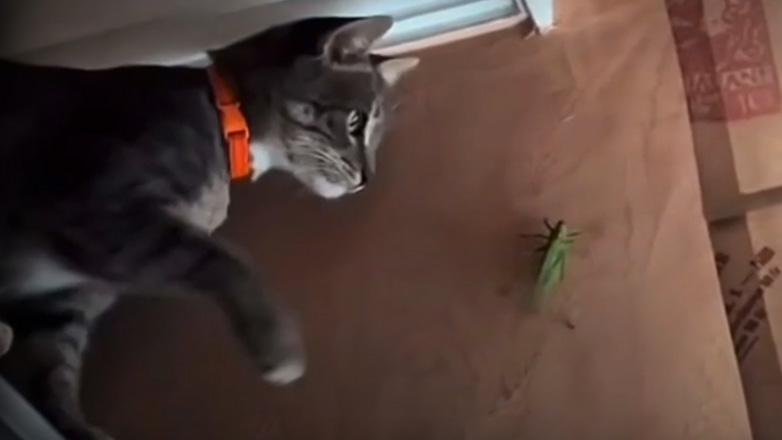 Ακρίδα εναντίον γάτας