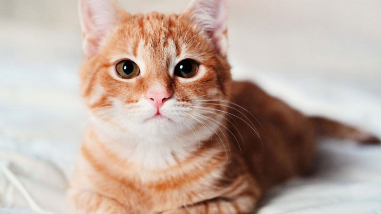 Το βάρος που πρέπει να έχει η γάτα ανά ηλικία