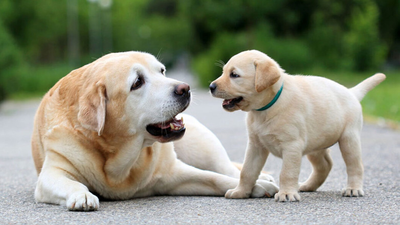 Σκύλος: Σε ποια ηλικία μπορώ να στειρώσω το αγαπημένο μου τετράποδο