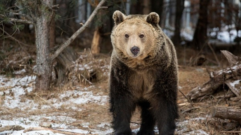 Βουλγαρία: Επτά από τις 17 αρκούδες στο καταφύγιο της Μπελίτσα βρίσκονται ήδη σε χειμερία νάρκη