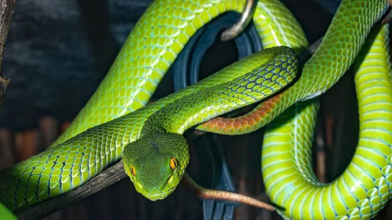 Ολλανδία: Δηλητηριώδες πράσινο μάμπα το έσκασε και κυκλοφορεί στην πόλη Τίλμπουργκ