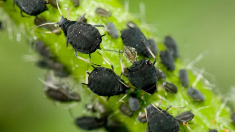 Τροφή, έδαφος, νερό: Πώς η εξαφάνιση των εντόμων θα μεταμορφώσει τον πλανήτη μας