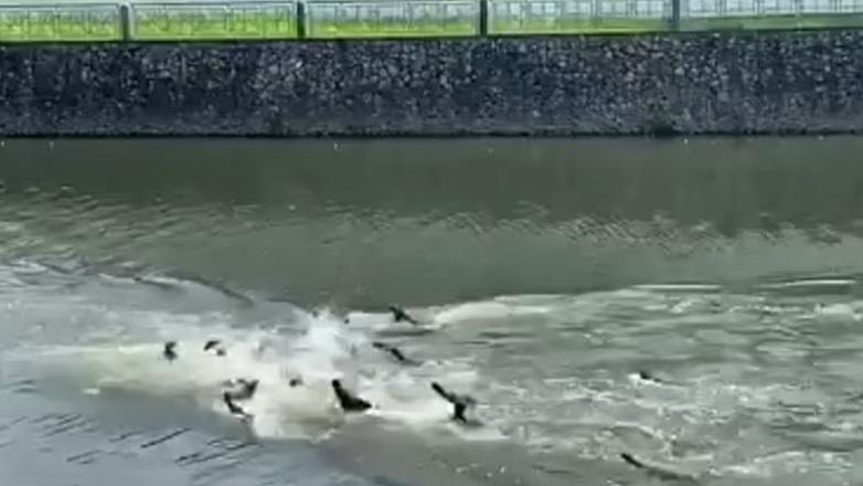 «Συμμορίες» ενυδρίδων λύνουν τις διαφορές τους σε έναν όρμο της Σιγκαπούρης