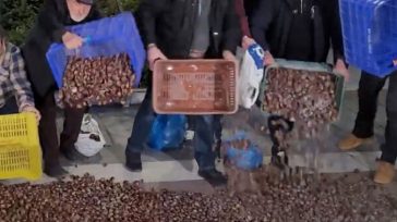 «Ανοίγουν τον χορό» των κινητοποιήσεων οι παραγωγοί μήλων, κάστανων και κερασιών