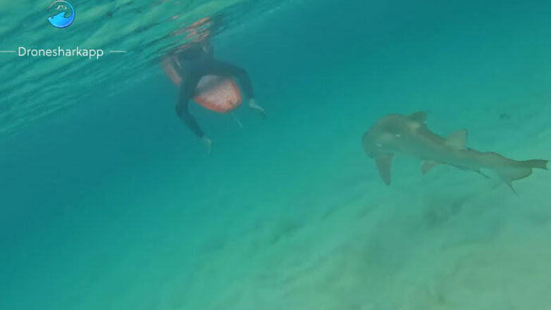 Όταν ο καρχαρίας κολυμπά με τους ανυποψίαστους σέρφερ…