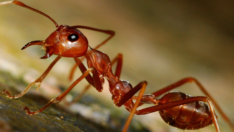 Ανησυχητική η κατάσταση με τα κόκκινα μυρμήγκια στη Σικελία