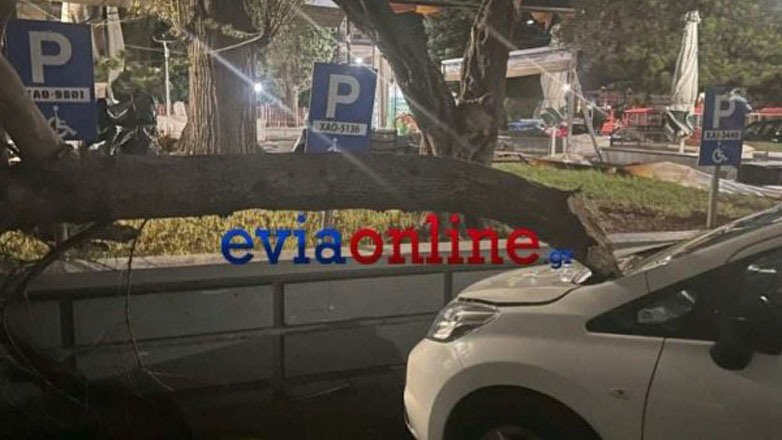 Κακοκαιρία Bettina-Εύβοια: Μεγάλες καταστροφές από πτώσεις δέντρων στη Χαλκίδα