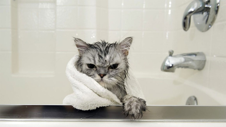 Γάτα: Μπορώ να κάνω μπάνιο το αγαπημένο μου τετράποδο;