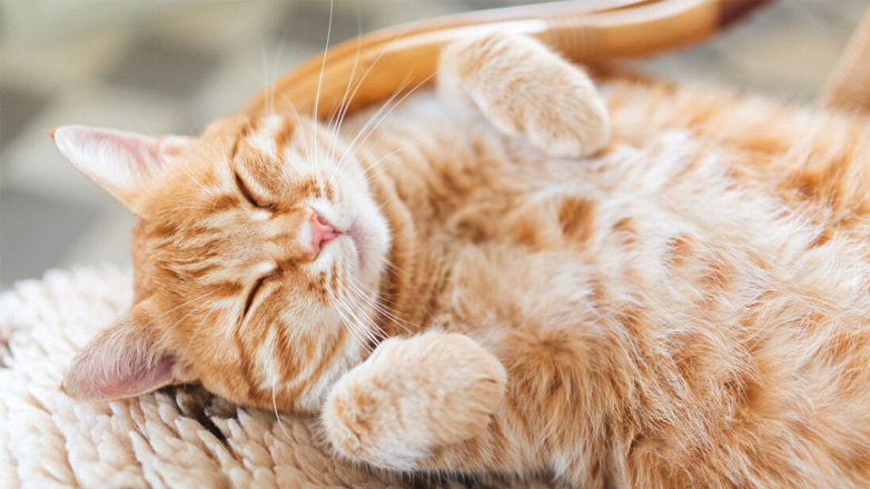 Να επιλέξω αρσενική ή θηλυκή γάτα;