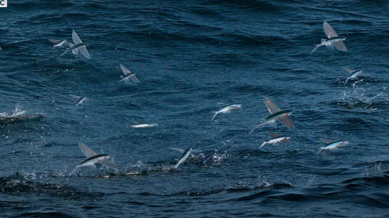 Τα χελιδονόψαρα και οι θηρευτές τους