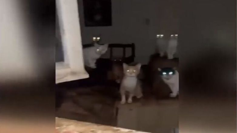 Εικόνες ντροπής στο Αγρίνιο – Δεκάδες ζώα ζουν κάτω από άθλιες συνθήκες