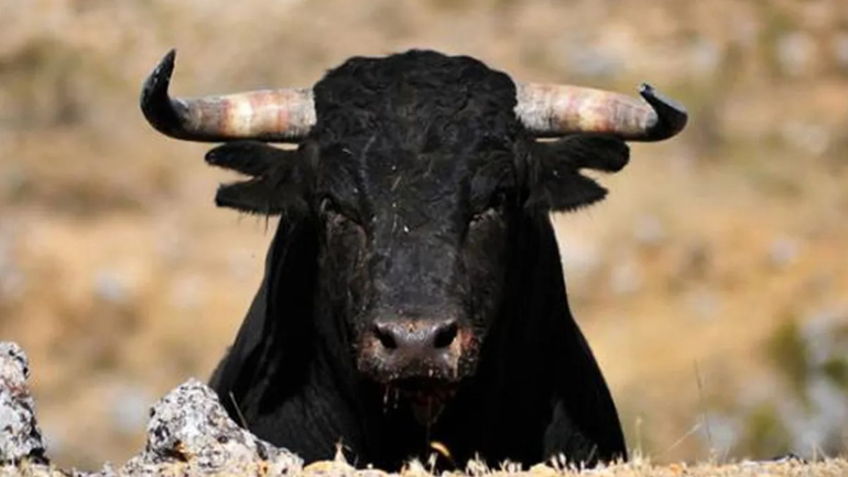 Τραγωδία στη Μύκονο: Οδηγός μηχανής συγκρούστηκε με ταύρο και σκοτώθηκε