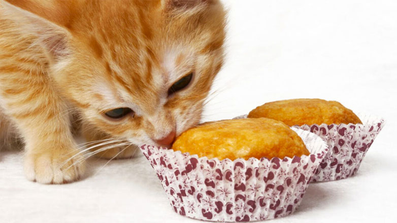 Κέικ με τόνο για τη γάτα σας