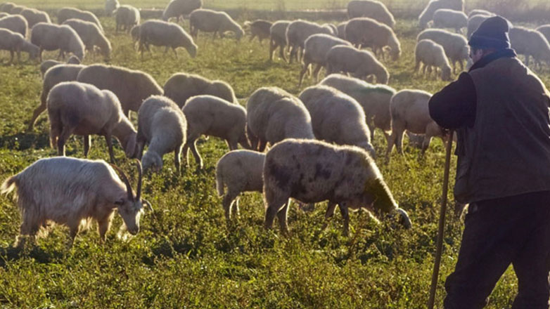 Αυγενάκης: Νέο πλαίσιο για τα Διαχειριστικά Σχέδια Βόσκησης