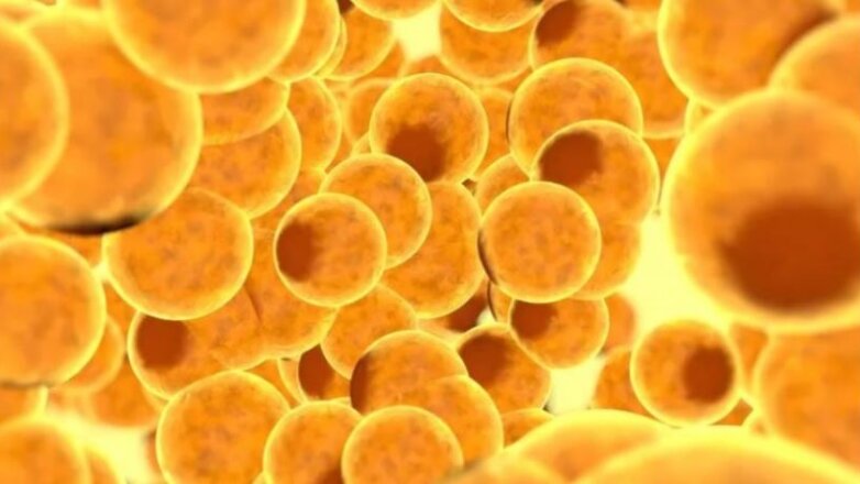 Τα λιποκύτταρα βοηθούν στην αποκατάσταση των κατεστραμμένων νεύρων