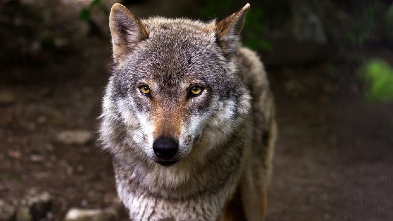 Σέρρες: Λύκος κατασπάραξε πόνυ σε εγκαταστάσεις Ιππικού συλλόγου