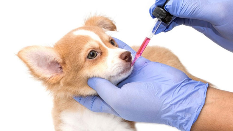 Πώς να δώσουμε φάρμακα στον σκύλο