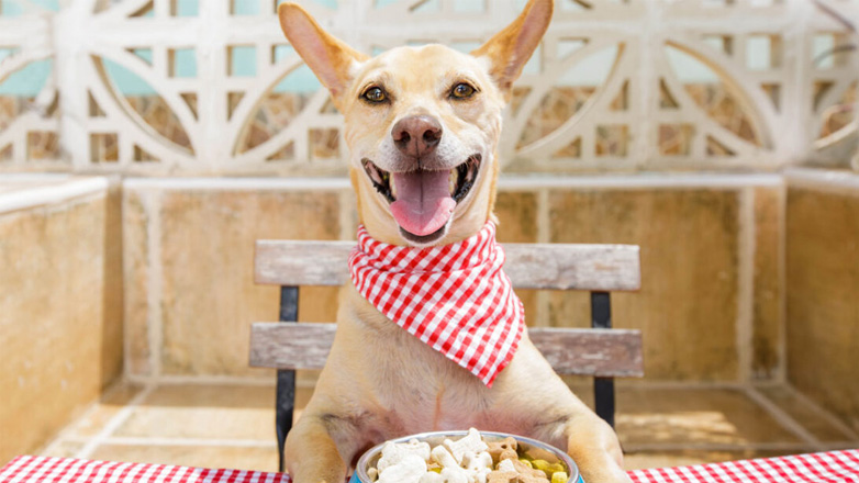 Σκύλος: Η χορταστική συνταγή που δυναμώνει την άμυνα του