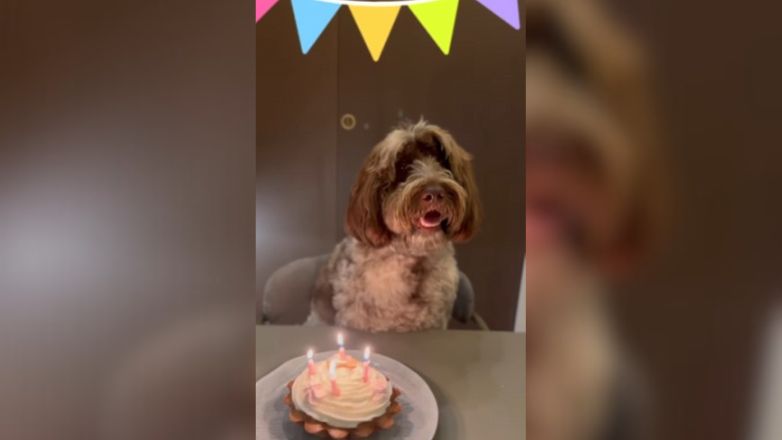 Ο Στέφανος Κασσελάκης γιόρτασε τα γενέθλια του σκύλου του με τούρτα και κεράκια
