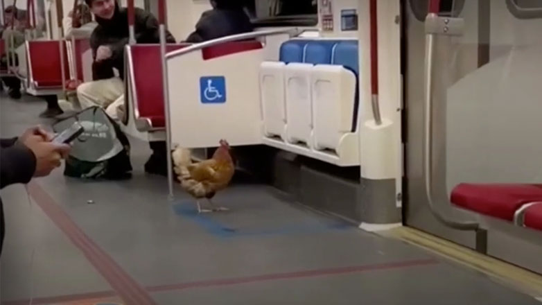 Κόκορας επιβάτης σε μετρό
