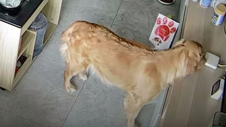 Σκυλίτσα μόνη στο σπίτι βάζει μουσική