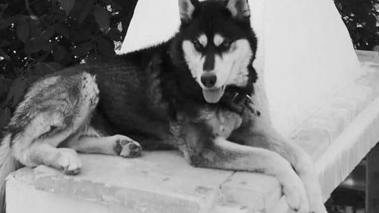 Παρέμβαση της Εισαγγελίας του Αρείου Πάγου για τον βασανισμό του Χάσκι στην Αράχωβα