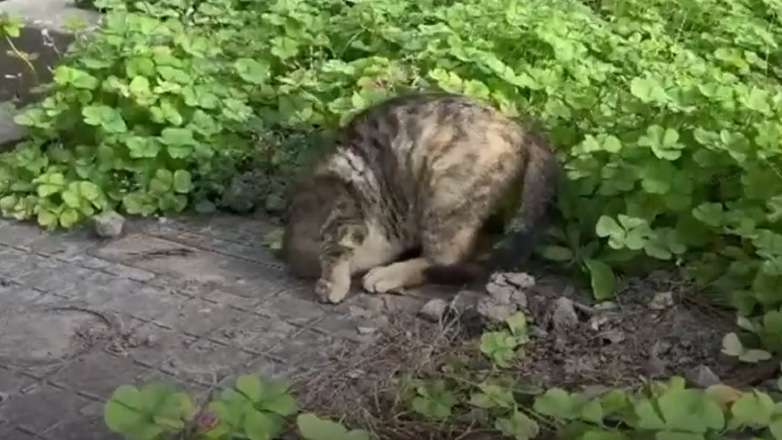 Γάτα-Χουντίνι εξαφανίζεται σε μικροσοπική τρύπα