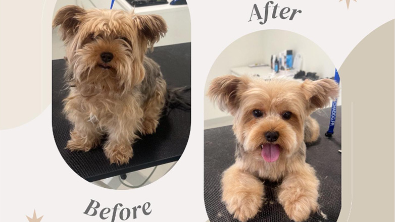 Οι τετράποδοι φίλοι μας χρειάζονται τη φροντίδα των ειδικών- Τι πρέπει να ξέρετε για τα ζωάκια που έχετε σπίτι