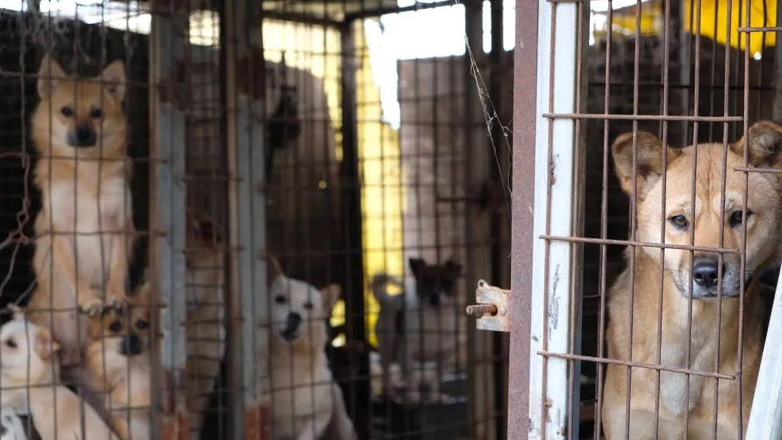 Νοτιοκορεάτες αγρότες απειλούν να αμολήσουν 2 εκατομμύρια σκυλιά σε ένδειξη διαμαρτυρίας για την απαγόρευση του κρέατος σκύλων