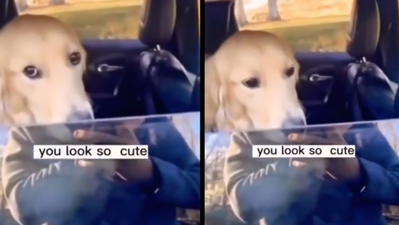 Τι χαριτωμένο σκυλί!