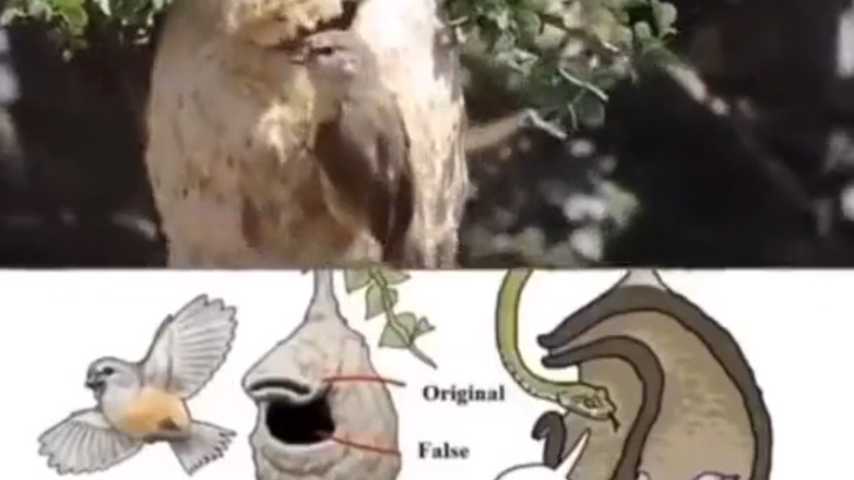 Ψεύτικη πόρτα σε φωλιά κατά των αρπακτικών