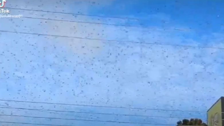 Τρομακτικές εικόνες με ακρίδες – Γέμισε ο ουρανός