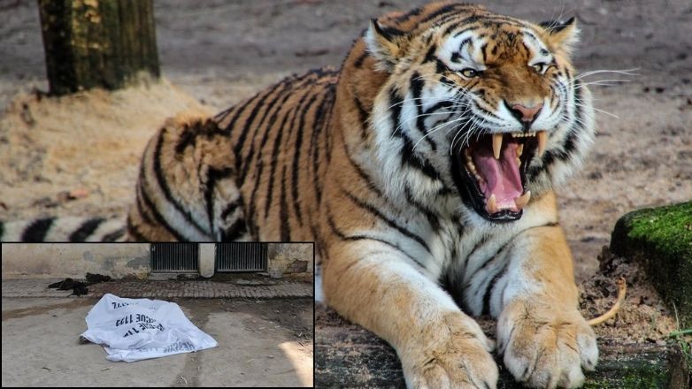 Τραγωδία σε ζωολογικό κήπο στο Πακιστάν: Μισοφαγωμένη σορός άνδρα βρέθηκε μέσα σε κλουβί τίγρη