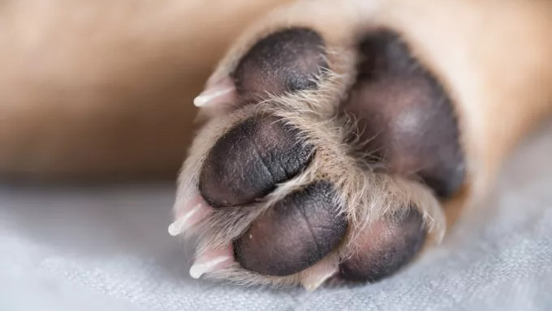 Βόλος: Πυροβόλησαν και σκότωσαν σκυλάκι ενός έτους