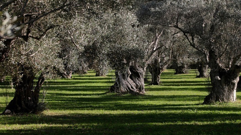 Συνελήφθη 69χρονος που «άδειασε» χωράφι από ελιές στο Άργος