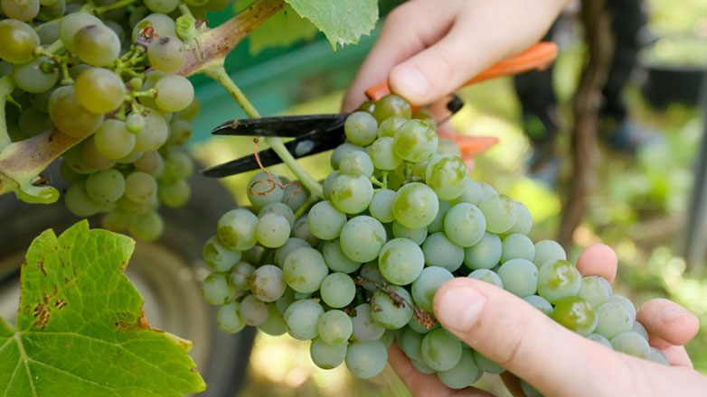 Απίστευτο! Οι Κινέζοι αντιγράφουν ακόμη και τα… σταφύλια!