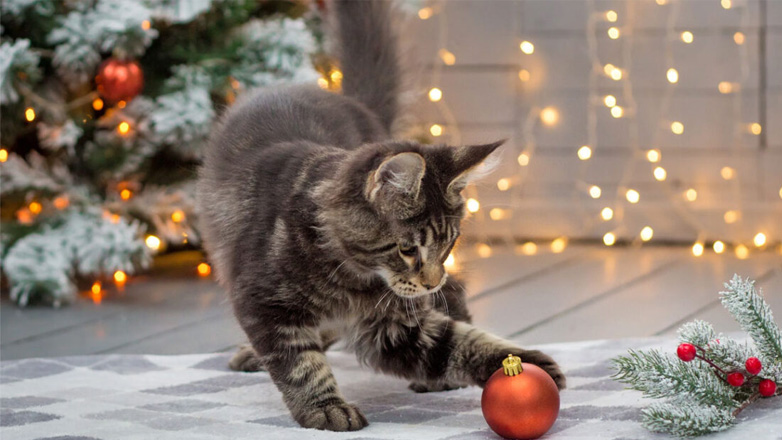 Τι πρέπει να προσέχετε τα Χριστούγεννα με τη γάτα