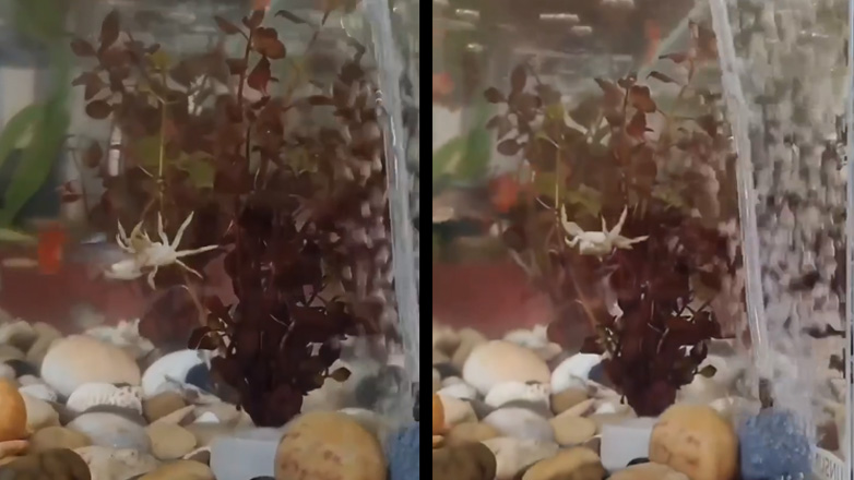 Kαβούρι διασκεδάζει σε ένα ενυδρείο