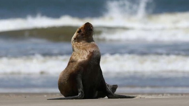 Πάνω από 900 φώκιες και θαλάσσιοι λέοντες πέθαναν από τη γρίπη των πτηνών στη Βραζιλία