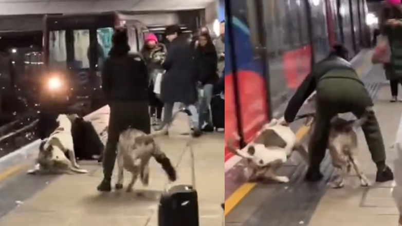 Τρομακτικό βίντεο: Τεράστια μπουλντόγκ επιτίθενται σε περαστικούς