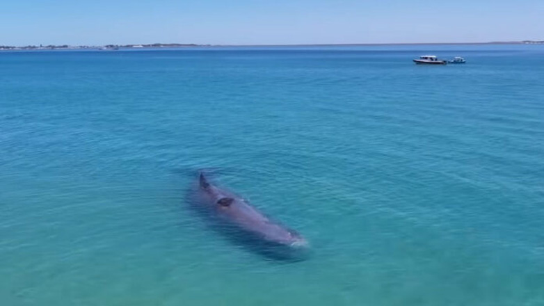 Αυστραλία: Πέθανε η φάλαινα που κολυμπούσε σε ακτή μαζί με ανθρώπους – Δείτε το βίντεο